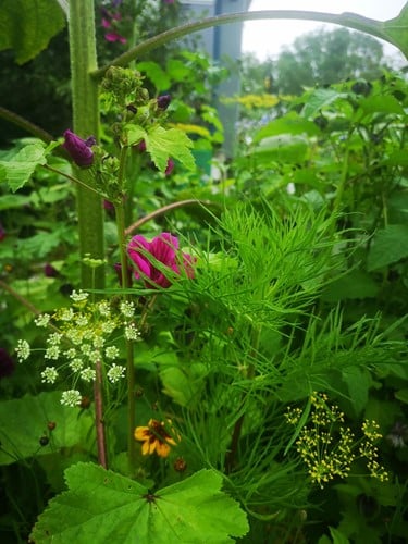 Plukbloemen mengsel Meerjarig Butterfly & Bumble Bee 35 soorten / 500 gram Plukbloemen mengsel-2