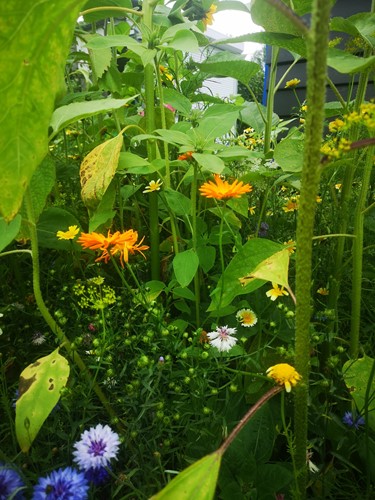 Plukbloemen mengsel Meerjarig Butterfly & Bumble Bee 35 soorten / 500 gram Plukbloemen mengsel-3