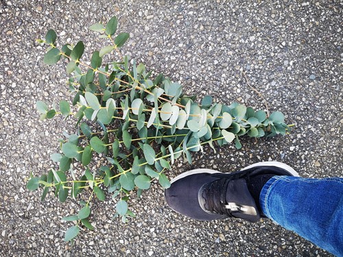 Actie Bundel Eucalyptusblad dhz Mooi blad bundel wat langer