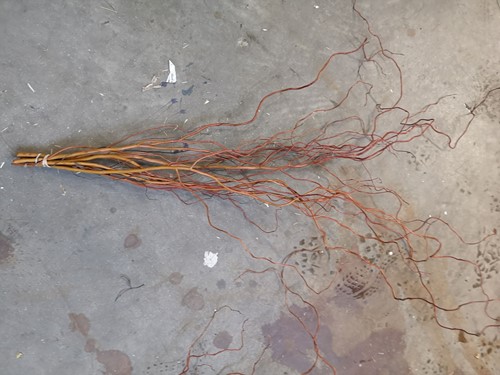 Kronkelwilg Lange Paastakken [ +/- 100 cm] bundel +/- 5 st Kronkeltakken, bundel