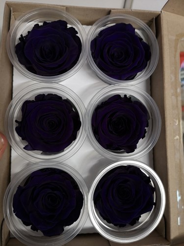 Geconserveerde rozen Purple Paars L Doos6 Geconserveerd
