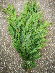  Grote Bundel coniferen Groen VERS vers Groen 