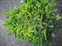 Aanbieding Nordman vers TAK WinterGroen vers