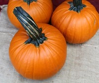 Jack of Hearts F1 PMT halloweenpompoen-2