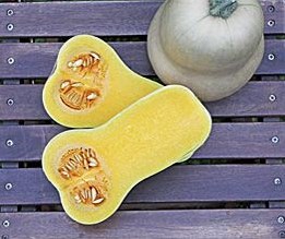 JWS 6823 F1 Bio Butternut