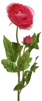 Actie Ranonkel Camelia DONKERROZE L.8cm W.10cm H.57cm / stuk Ranonkel Camelia zijdebloem 