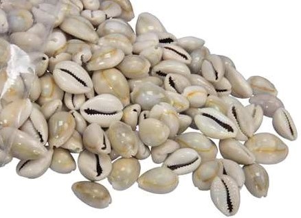 Cypraea Annulus grijs, 35 gram