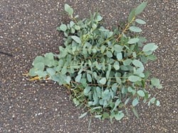  Actie Grote Bos EUCALYPTUS   vers lekker geurend