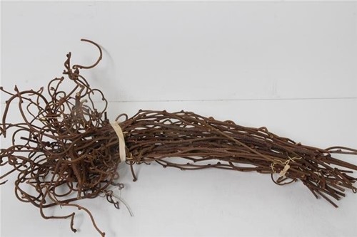 Kiwitakken 55 cm bundel Natuurlijk gekrulde takken