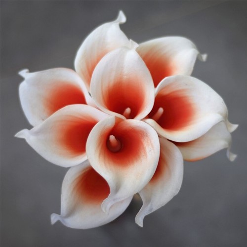Calla Real Touch Wit Coral center +/- 7 cm. en 37cm lang. / st Calla Real Touch +/- 7 cm.