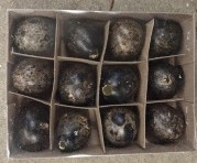 Kwarteleitjes doosje 12st Black Zwart Kwartel eitjes uitgeblazen voor decoratie