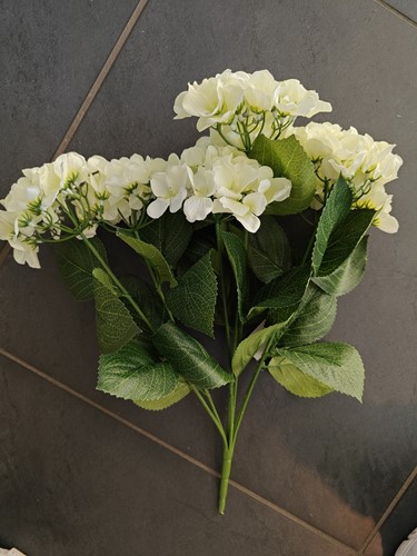 Hortensia GROOT HYDRANGEA BUSH WIT 54 cm. Super! flowerwall vuller