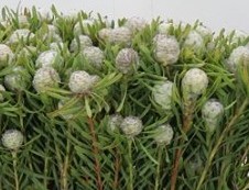 Kaaps Leucadendron Ga Silv Pearl +/- 5 st Toef of kerststuk zelf maken