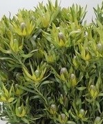 Kaaps Leucadendron Pizza spray vertakt / st Toef of kerststuk zelf maken