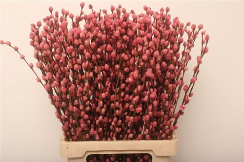 Katwilg wilgenkatjes GEKLEURDE katjeswilg Lichtroze Salix bundel +/- 10st Salix Kleurbehandeld  