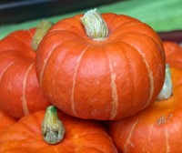 Marmito F1 Kabocha Buttercup-3