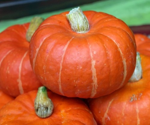 Marmito F1 Kabocha Buttercup-3