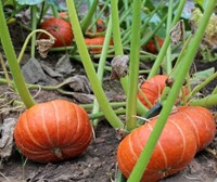 Marmito F1 Kabocha Buttercup-2
