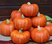 Marmito F1 Kabocha Buttercup