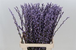 Katwilg wilgenkatjes GEKLEURDE katjeswilg Milka Lila Salix bundel +/- 10st Salix Kleurbehandeld  