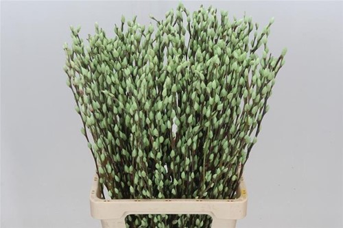 Katwilg wilgenkatjes GEKLEURDE katjeswilg Mintgroen Salix bundel +/- 10st Salix Kleurbehandeld  