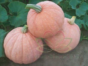 Moonscape F1 Cucurbita maxima Rose-Groen pomp