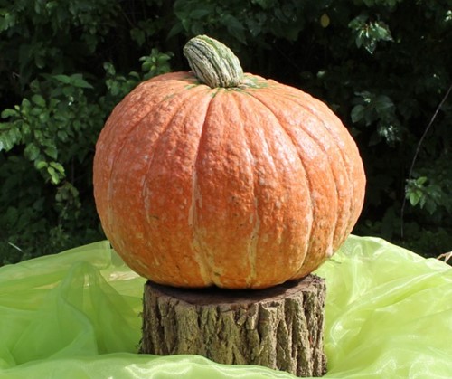 Mr. Fugly F1 Cucurbita maxima Rode pompoen