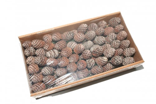 Leucadendron Murri op draad +/-5 st Naturel Muirrii
