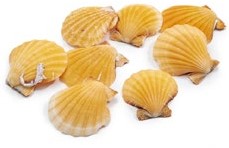 Pecten Vexillum orange ± 4 cm 1 kg oranje jacobsschelp 