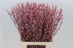 Katwilg wilgenkatjes GEKLEURDE katjeswilg Nieuw Roze Salix bundel +/- 10st Salix Kleurbehandeld  