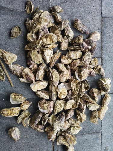 Oesterschelpen fijn, 500 gram