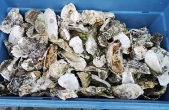 Oesterschelpen BOL biologisch watercleaned  4 stuks +/- 13 cm en groter bv voor het gieten van kaarsen