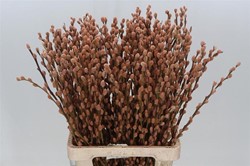 Katwilg wilgenkatjes GEKLEURDE katjeswilg Latte / Oranje Salix bundel +/- 10st Salix Kleurbehandeld Latte