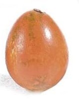 Kwarteleitjes Oranje 20 stuks Kwarteleitjes
