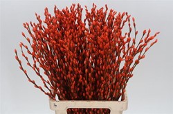 Katwilg wilgenkatjes GEKLEURDE katjeswilg Oranje Salix bundel +/- 10st Salix Kleurbehandeld  