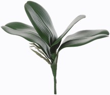 Orchideebladeren en wortel Cymbidium Latex +/-50cm prachtige kwaliteit