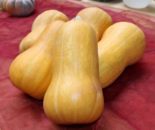Butternut Pancho F1 Hoge productie flespompoen-2