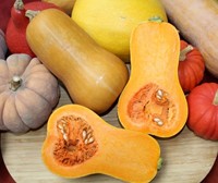 Butternut Pancho F1 Hoge productie flespompoen-3