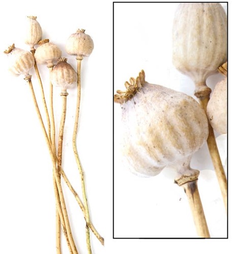 Papaver gigantum 5pc - Natural Papaver gigant natural