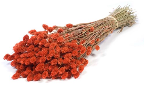 Phalaris Burnt Orange Phalaris Oranje