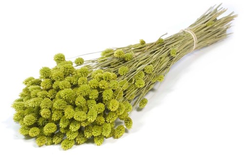 Phalaris green   Phalaris green