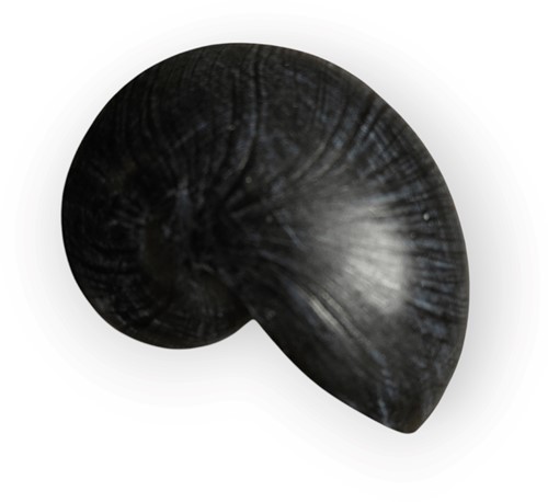 Nautilusschelp Resin 10 zwart, 5x8x5 cm. per stuk