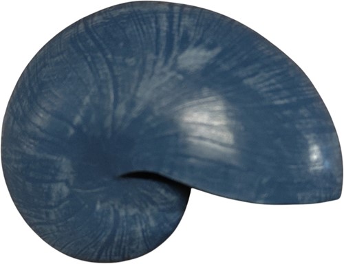 Nautilusschelp Resin 10 blauw, 5x8x5 cm. per stuk