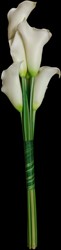 Handgebonden Boeket Witte Calla +/- 40 cm (6 stuks) Te gebruiken als eenvoudig bruidsboeket