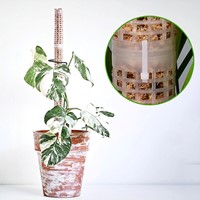 Mosstok OPZETSTUK Clear om te vullen met veenmos Planten totem  Opbinden van planten-2