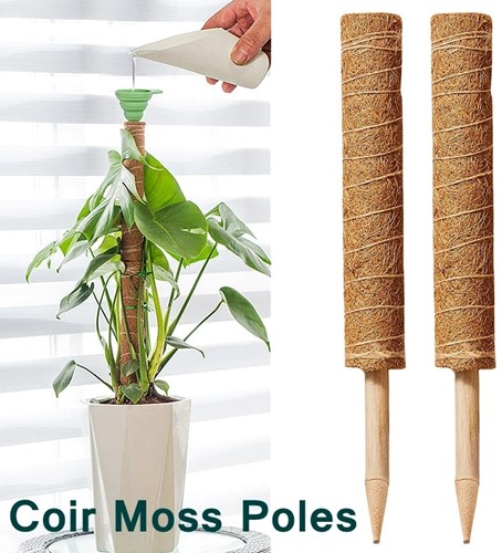 Mosstok Kokosstok Planten totem 50 cm / stuk Opbinden van planten