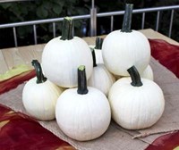 Avalanche F1 PMT Witte halloweenpompoen, zaden Witte, kleine pompoen, gewicht tussen +/- 2-2.5 kg
