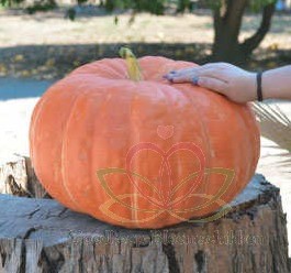 Ritz F1 Cucurbita maxima Rode pompoen