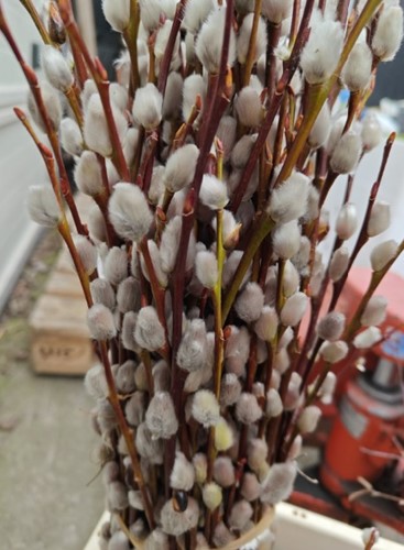 Actie Katwilg wilgenkatjes katjeswilg Salix 80 cm bundel +/- 10st Mooie Wilgenkatjes 