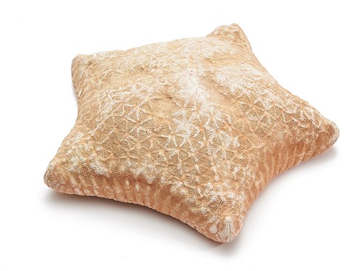 Zeester - Pillow starfish   20cm Up per stuk